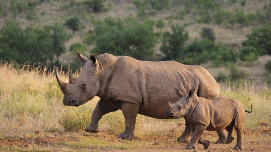 rinoceronte bianco, una delle specie animali vittima dell'estinzione