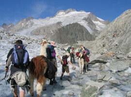 trekking con gli Alpaca a Disentis