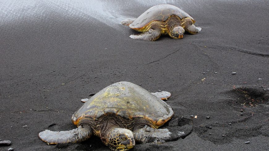 tartarughe marine hawaii spiaggia nera