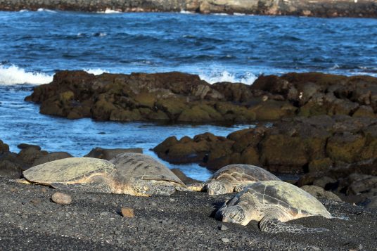 spiaggia colore nero tartarughe hawaii punalu'u