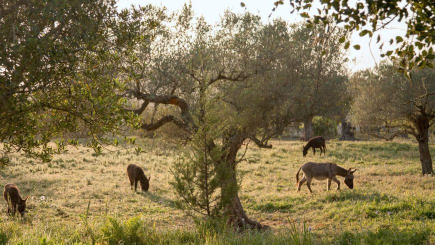 Gli asinelli dell'agritursimo Can Martí, immerso nella natura della campagna, Baleari, Spagna.