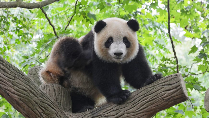 panda, animale da salvare dall'estinzione