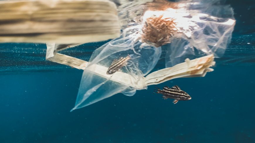 pesce intrappolato nella plastica: inquinamento e estinzione degli animali 