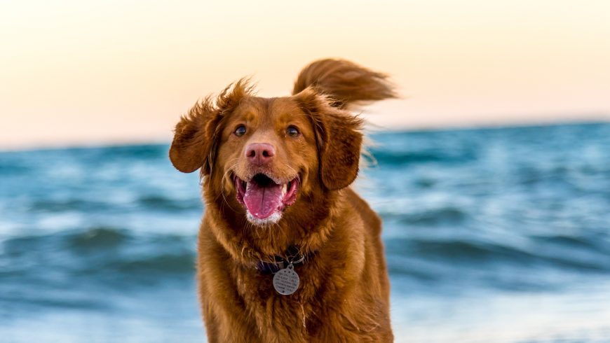 cane con targhetta al mare