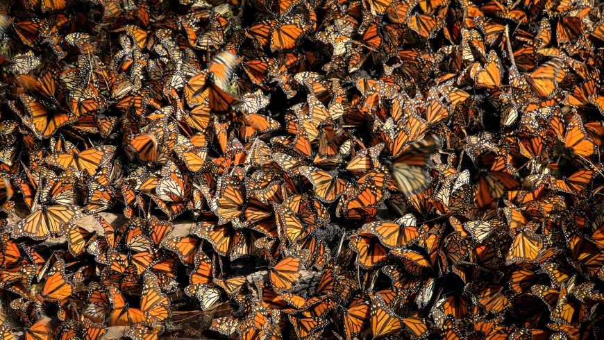 Farfalle monarca, Messico