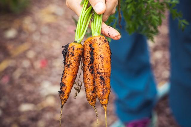 carote coltivate nel giardino eco-friendly