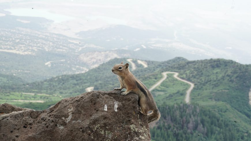 scoiattolo alla grand mesa national park colorado