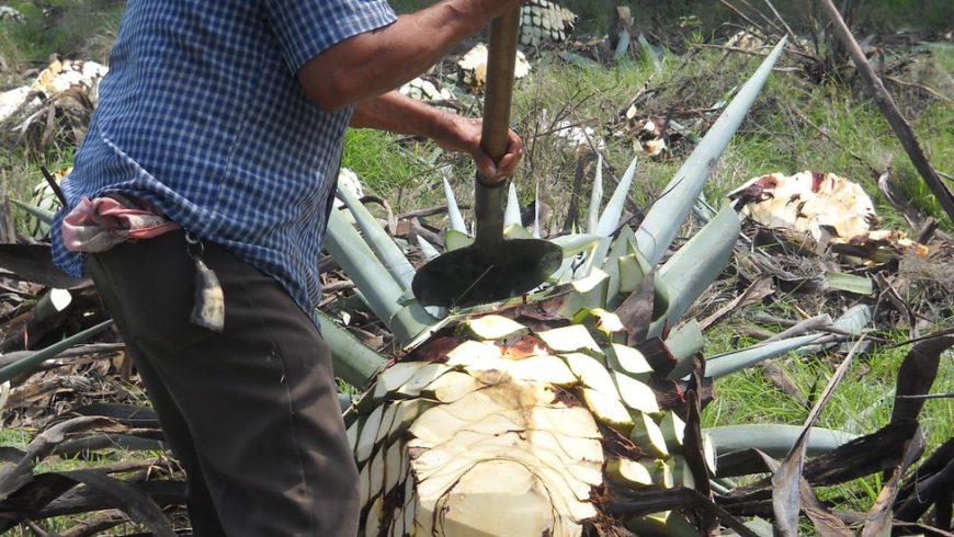 jimador di agave, Tequila, Messico