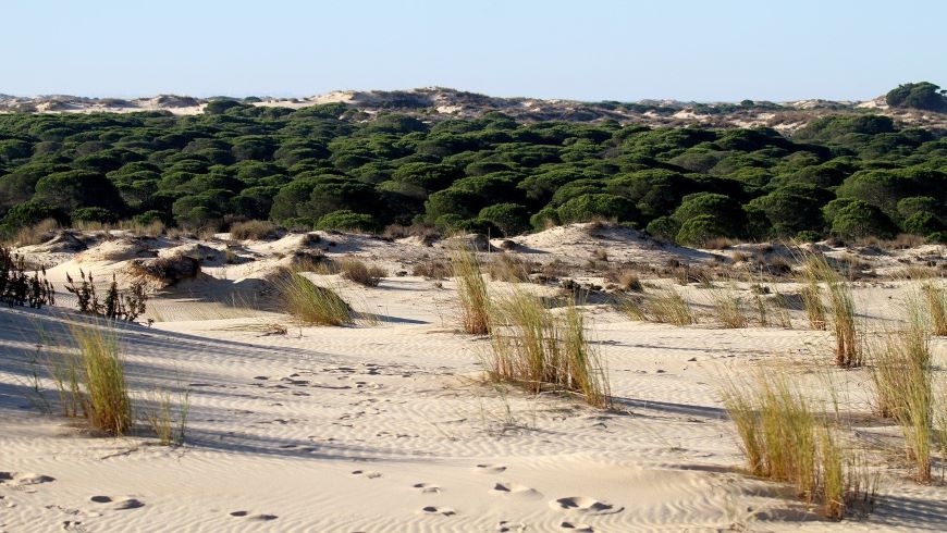 Doñana National Park, sand, nature, trees, sky, Spain