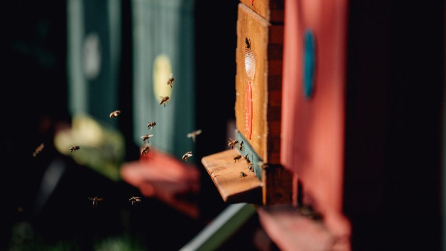 adopt a hive, bees biodiverisity