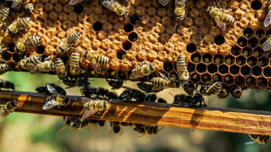 Adotta un'arnia' per salvaguardare le api e la biodiversità