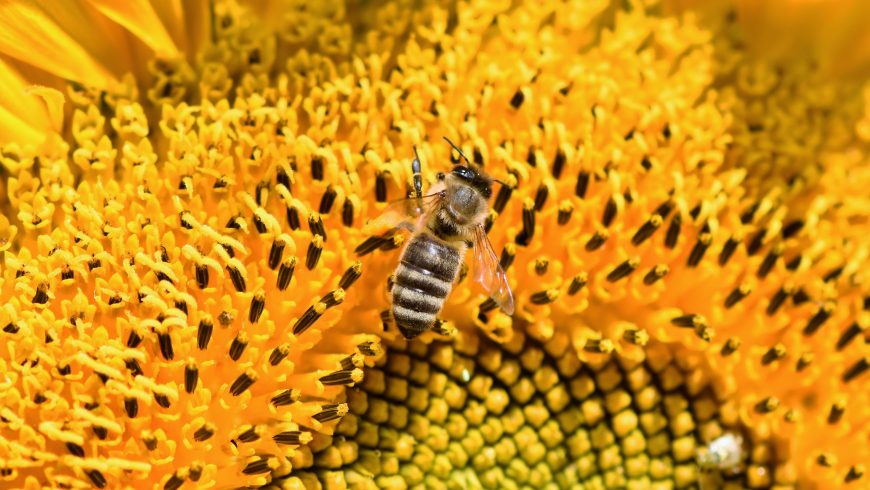 bees and biodiversity