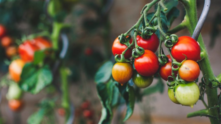 pomodori rossi, pesticidi e frutta e verdura