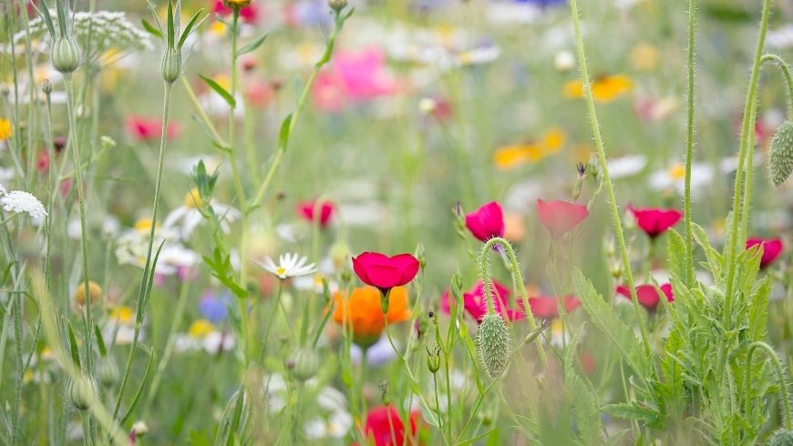 grass, flowers