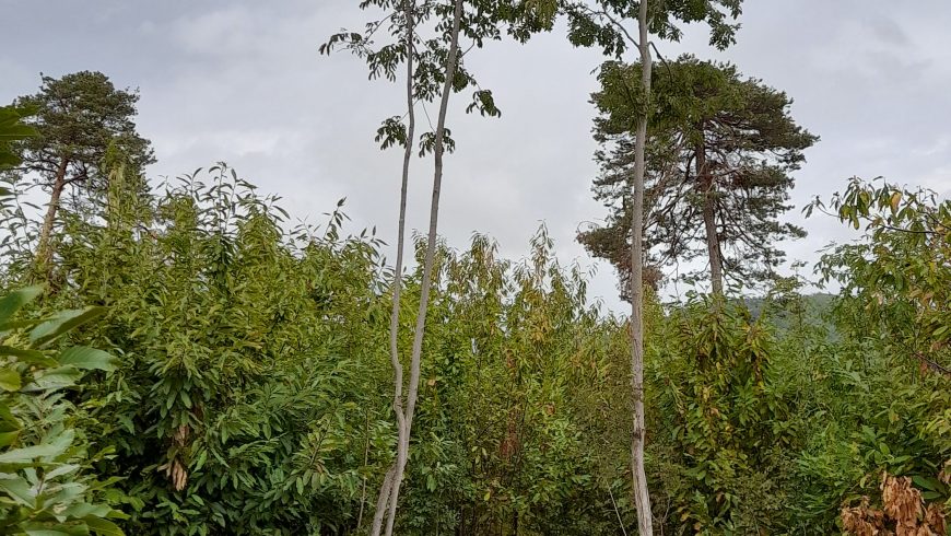 foresta savona