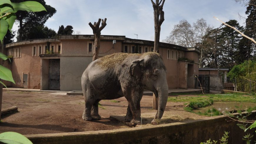 elephant, Rome bio park