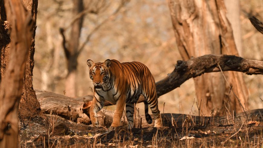 tiger, sanctuary, India, zoo