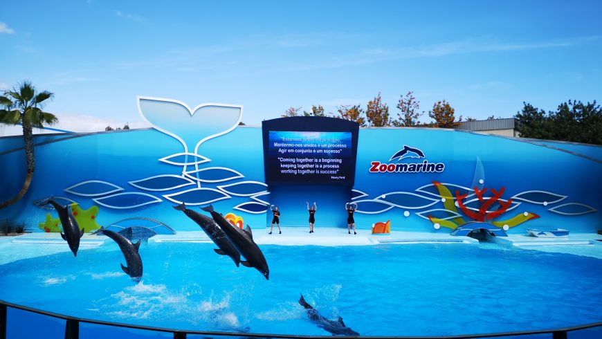 zoomarine, dolphins, show
