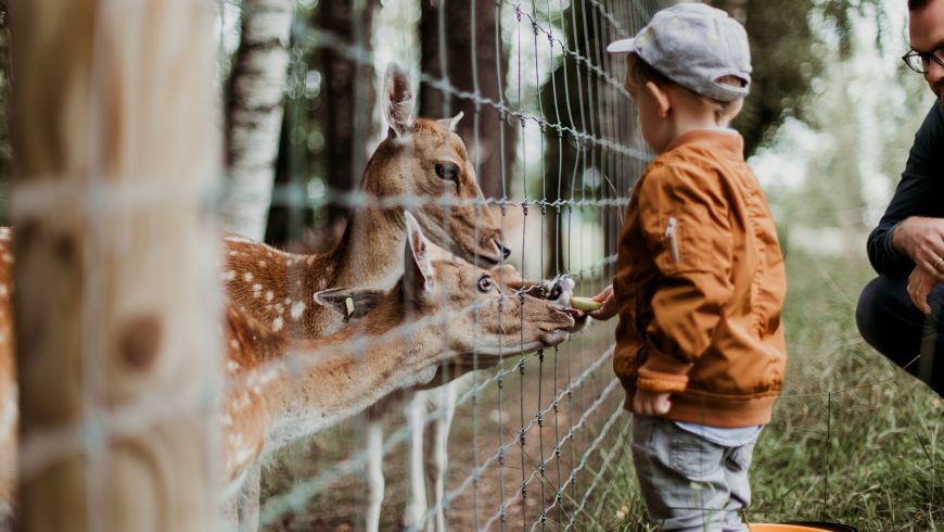 zoo, caprioli, bambino