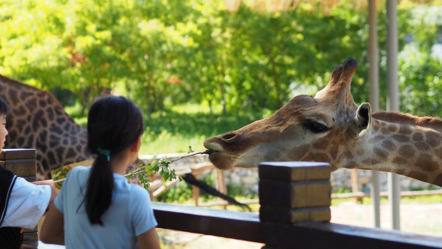 zoo, bambina, giraffa, pianta