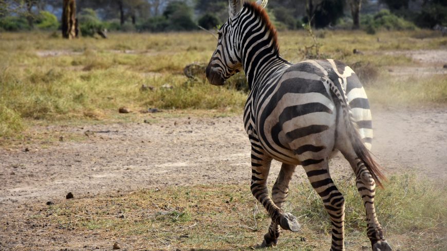 zebra, santuario, Kenya