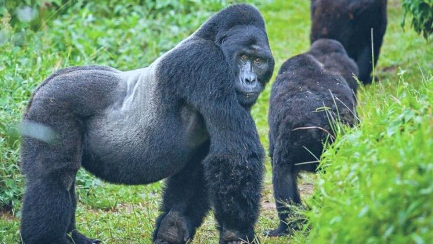 gorilla di montagna nel parco nazionale dei vulcani in Ruanda