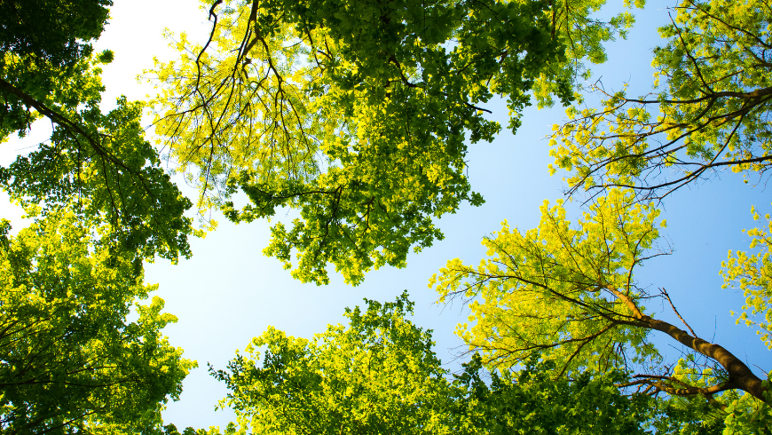 miliardi di alberi per salvare il pianeta