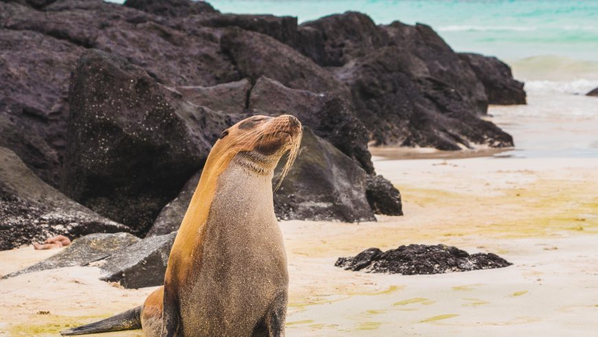 foca sulle Isole Galapagos, uno dei parchi naturali da non perdere