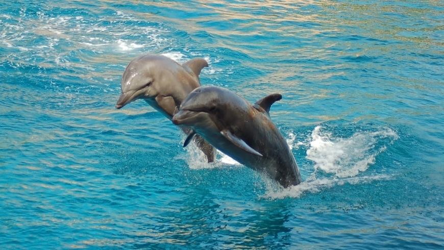 due delfini che giocano e cavalcano le onde