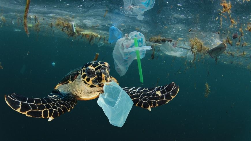tartaruga che nuota circondata dalla plastica