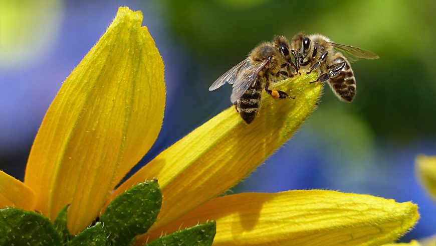 come proteggere le api con la tecnologia