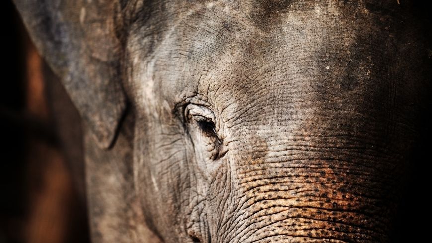 elefanti thailandia, una delle migliori destinazioni per volontari