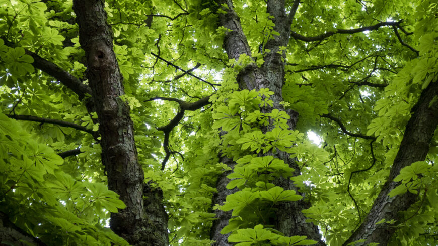 Alberi e foreste: sono la soluzione al global warming? 