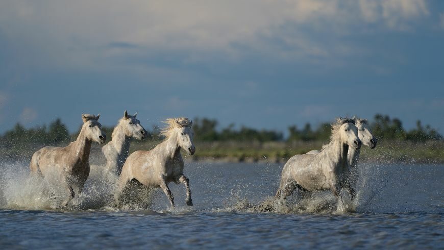 Cavalli selvaggi che corrono in Camargue