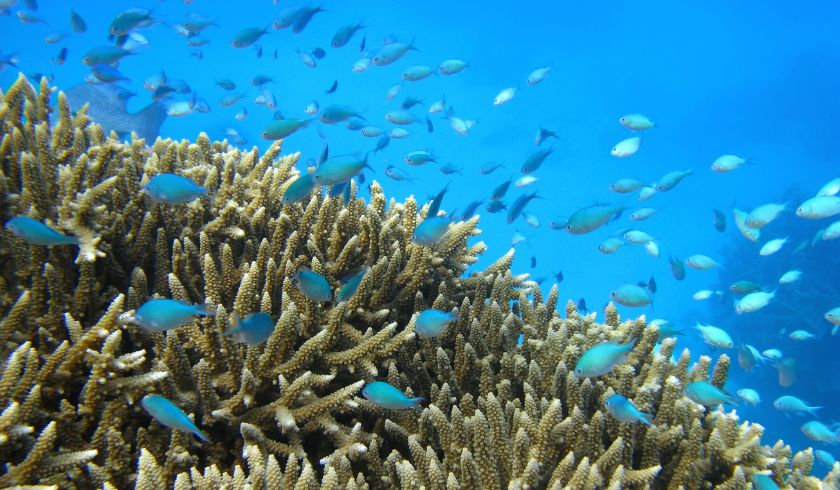 Barriera corallina che si può esplorare grazie al giro in barca sostenibile
