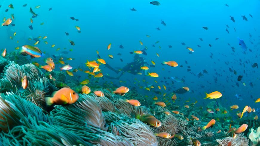 Mare ricco di pesci colorati Maldive