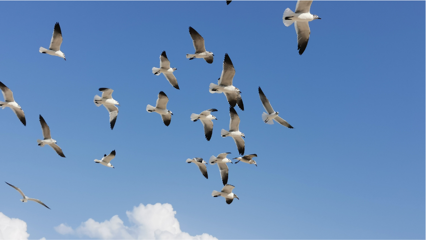 A flock of seagulls, which you can observe in the Pian di Spagna Natural Reserve