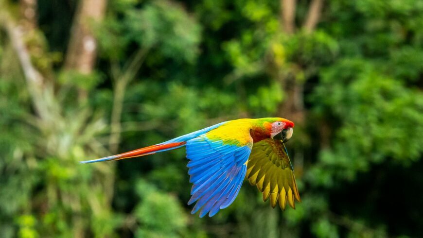 coloratissimo pappagallo Ara in volo 