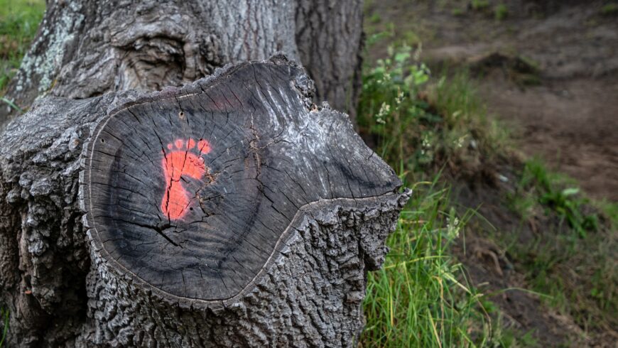 Impronta ecologica indicata su un albero che indica i cibi che inquinano meno