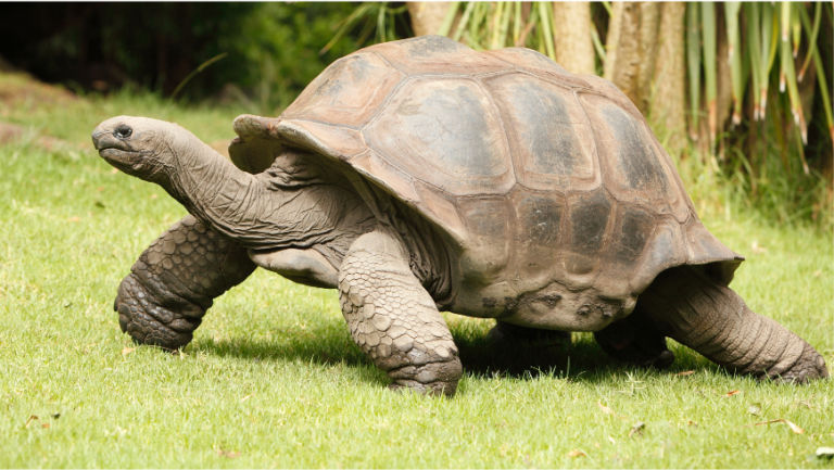 A tortoise, which is now part of captive breeding programs in order to avoid its extinction