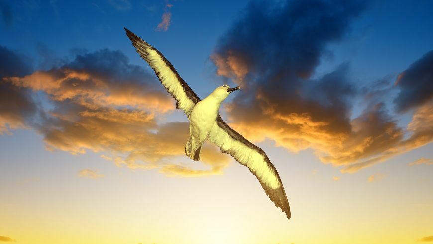 Wandering Albatross, uno degli animali in via di estinzione