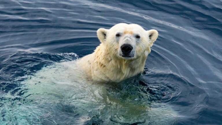 A polar bear swimming. It is part of the endangered animal species
