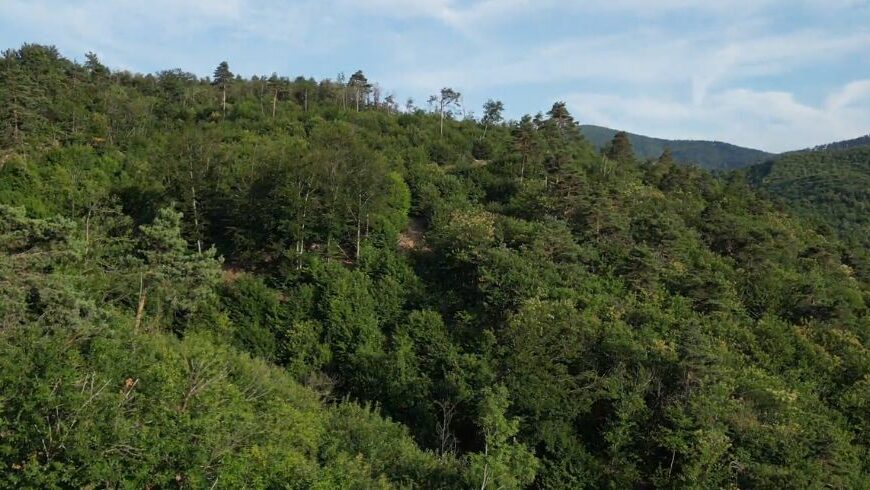 foresta di savona