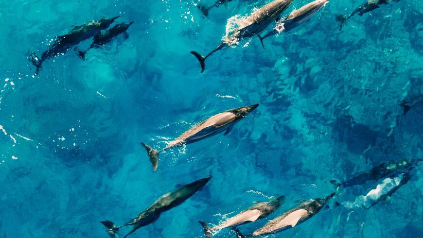delfini liberi in mare