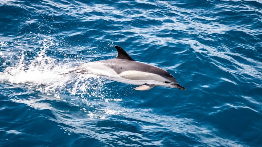 delfino comune
