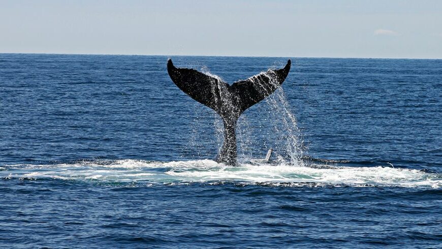 santuario pelagos cetacei