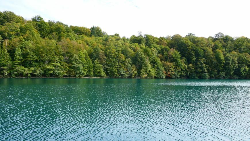 alberi sul lago