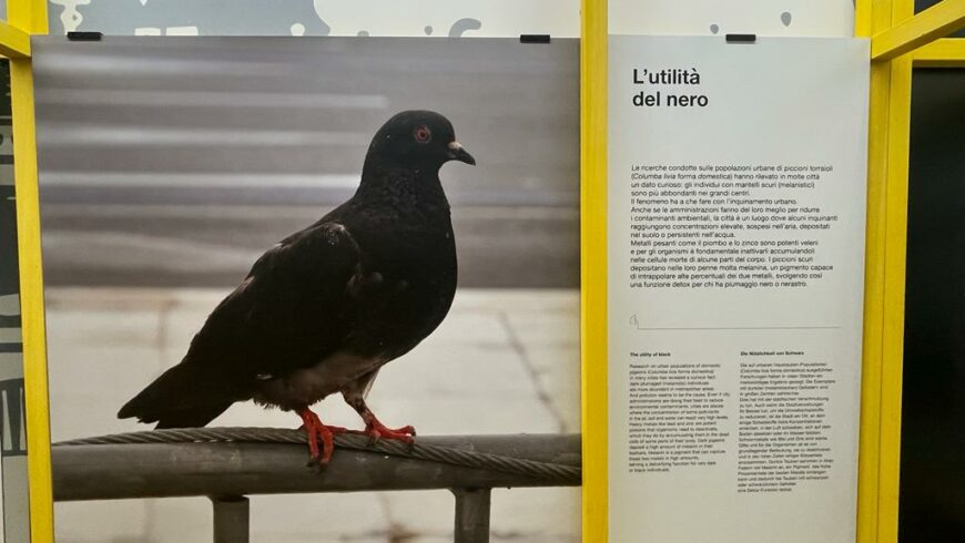 I piccioni utilizzano i pigmenti neri delle loro piume per proteggersi dall'inquinamento urbano