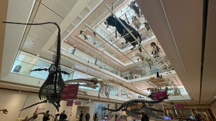 Gli scheletri di dinosauri e di animali preistorici nelle sale del MUSE