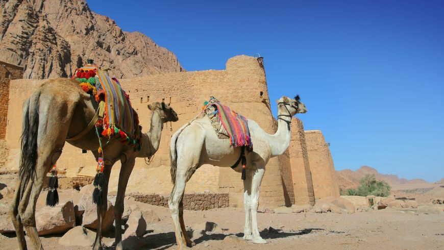 Mura esterne del Monastero di Santa Caterina e cammelli, Egitto